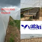 Теплична плівка Ватан Пластік 150 мкм: Надійність і Ефективність