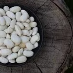 Закупівля квасолі на переробку,  консервування