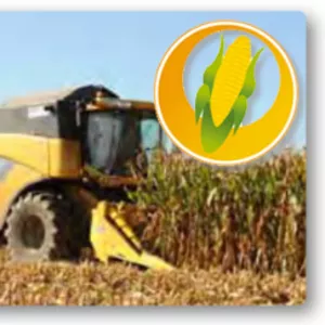 закуповуємо кукурудзу в Рівненській області
