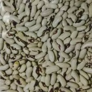 Посівмат квасолі Ред Кідні,   Червона Шапочка,  Неві Бінс,  Пінто 