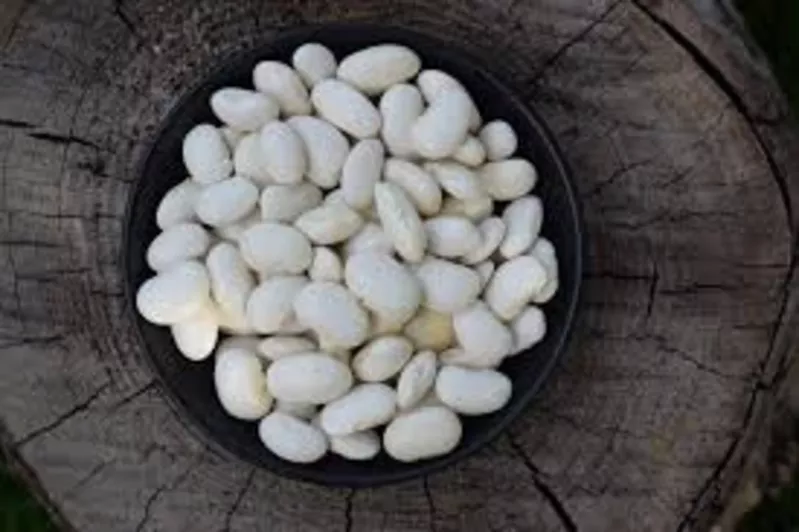 Закупівля квасолі на переробку,  консервування