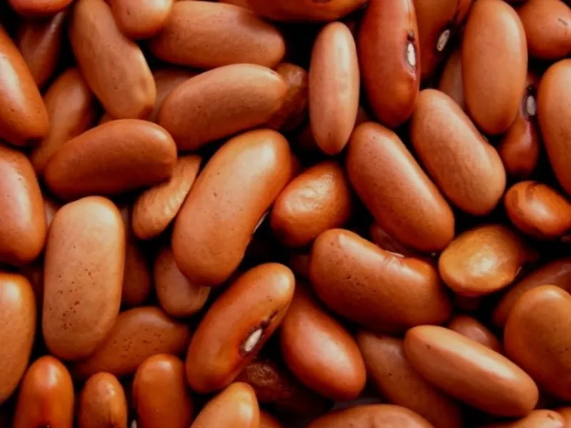  Квасоля,  відбірні,  перевірені сорти