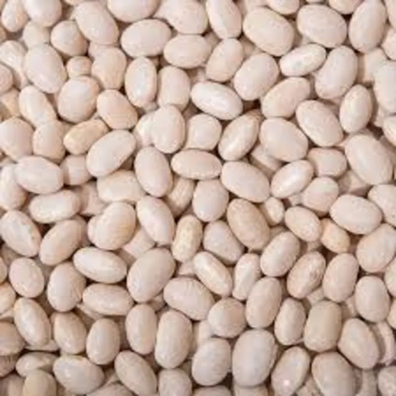 Насіння квасолі. Доставка. Форвардні контракти