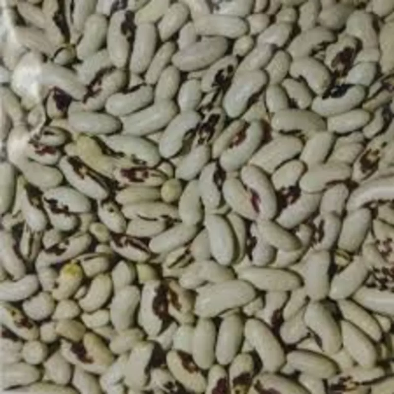 Посівмат квасолі Ред Кідні,   Червона Шапочка,  Неві Бінс,  Пінто 